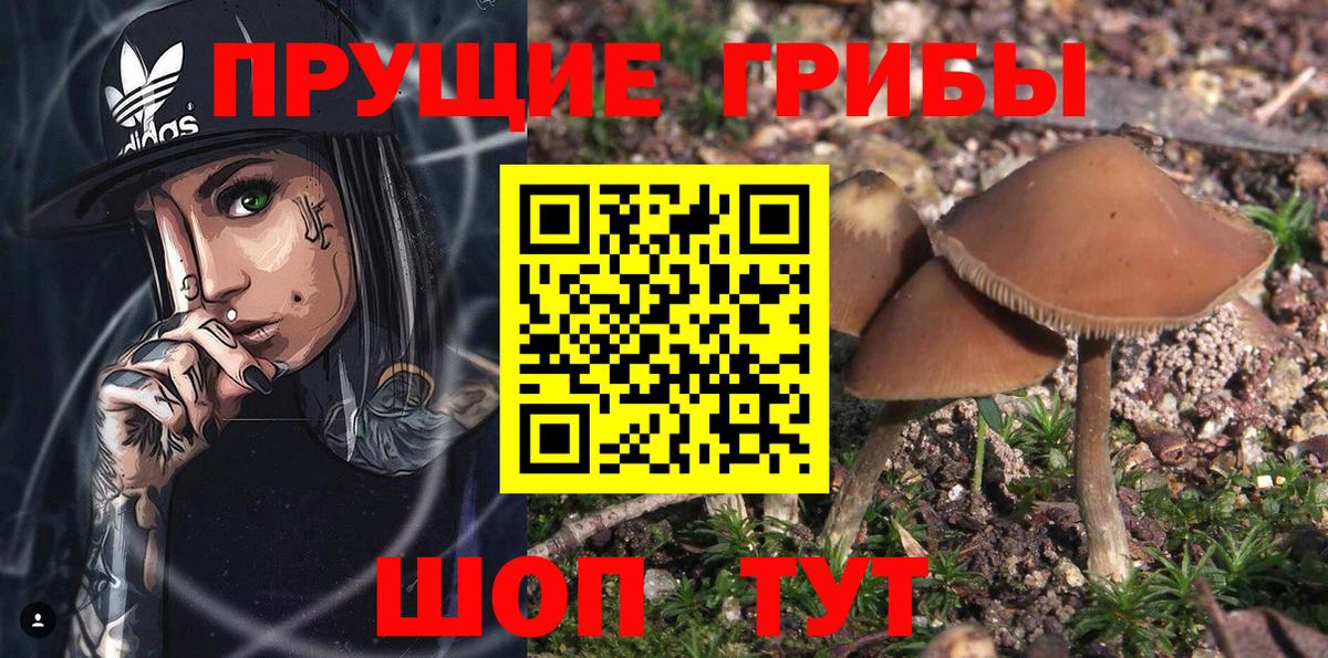 Карабулак  Псилоцибиновые грибы Cubensis  Псилоцибиновые грибы мухоморы  Вход с VPN 